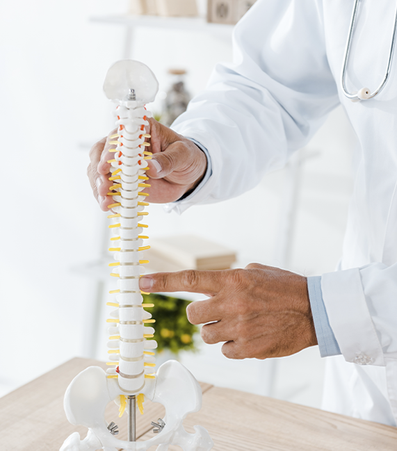 Médico mostrando columna vertebral